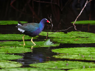 American Purple Gallinule on Rio Dulce in Guatemala