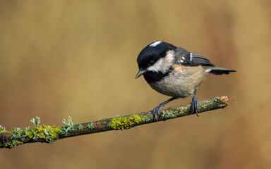 Coal Tit: Graceful Perch in Golden Light