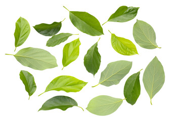 Fresh leaves of avocado fruit