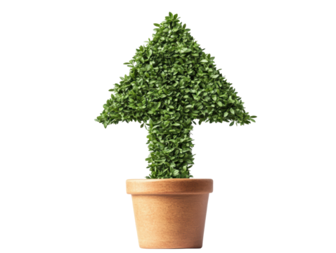 Isolated Green Arrow Topiary Plant