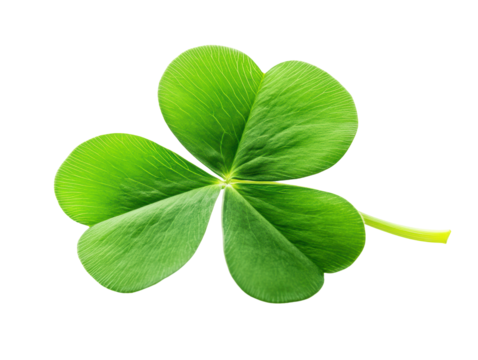 Isolated Green Shamrock Leaf