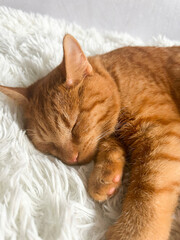 A cute sleeping ginger cat. Good for any project.