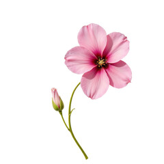 Pink flower and bud with stem, transparent background