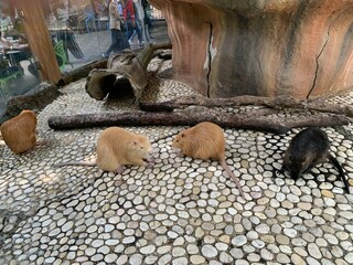 animal in zoo