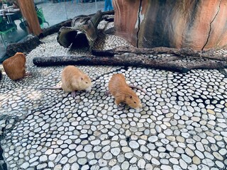 animal in zoo