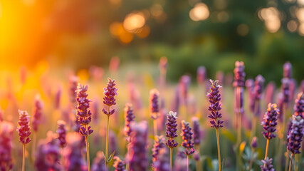 Obraz premium Picturesque vibrant field of lavender under golden sunlight, wonderful dreamy purple floral closeup at sunset. Amazing summer nature blur background. Beauty of nature and tranquility