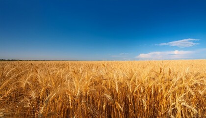 Naklejka premium Golden Wheat Field Background