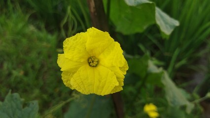 beautiful yellow flower of Luffa aegyptiaca
