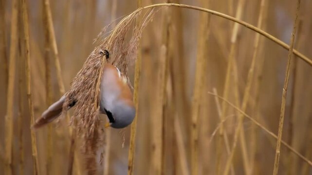 Bearded reedling - Panurus biarmicus beautiful long-tailed passerine bird found in reed beds near water in Eurasia, also Bearded tit or Bearded parrotbill, family Panuridae, feed on the reed