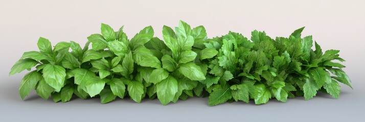Naklejka premium Fresh herbs, basil, parsley, garden, cooking