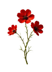 Obraz premium Three red flowers with a stem on transparent background