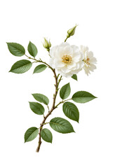 Fototapeta premium White rose blossoms on branch with buds, transparent background