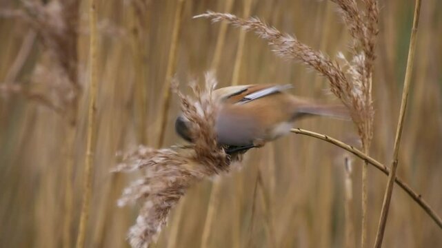 Bearded reedling - Panurus biarmicus beautiful long-tailed passerine bird found in reed beds near water in Eurasia, also Bearded tit or Bearded parrotbill, family Panuridae, feed on the reed