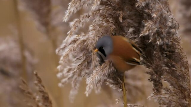 Bearded reedling - Panurus biarmicus beautiful long-tailed passerine bird found in reed beds near water in Eurasia, also Bearded tit or Bearded parrotbill, family Panuridae, feed on the reed