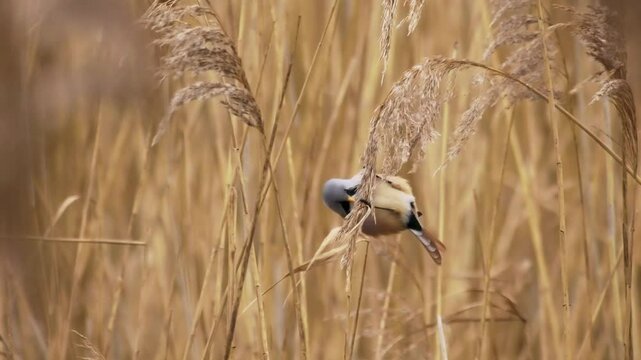 Bearded reedling - Panurus biarmicus beautiful long-tailed passerine bird found in reed beds near water in Eurasia, also Bearded tit or Bearded parrotbill, family Panuridae, feed on the reed