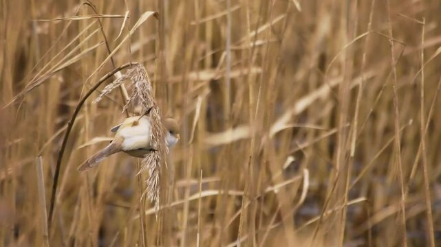 Bearded reedling - Panurus biarmicus beautiful long-tailed passerine bird found in reed beds near water in Eurasia, also Bearded tit or Bearded parrotbill, family Panuridae, feed on the reed