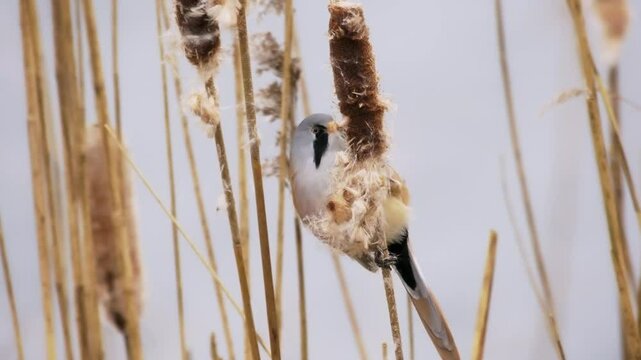 Bearded reedling - Panurus biarmicus beautiful long-tailed passerine bird found in reed beds near water in Eurasia, also Bearded tit or Bearded parrotbill, family Panuridae, feed on the reed