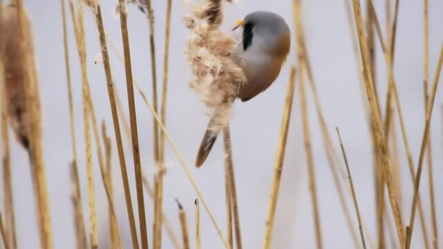 Bearded reedling - Panurus biarmicus beautiful long-tailed passerine bird found in reed beds near water in Eurasia, also Bearded tit or Bearded parrotbill, family Panuridae, feed on the reed