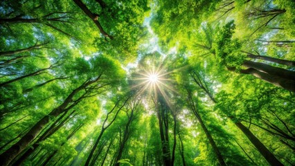 Lush forest canopy with sunlight filtering through leaves, forest, foliage,  forest, foliage,green