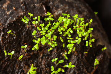 Growing seedlings using peat tablets. Close-up view of young green seedlings of garden flowers Lobelia on peat tablet. Spring gardening concept. Growth flowers as a hobby. Top view, macro, flat lay