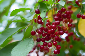 Red cherry berries ripen on the branches. Selective focus, the concept of harvest
