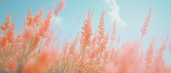 Soft pink flowers reach towards a vast blue sky, embodying the freshness and hope of spring blossoming under sunlight.