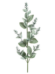 Obraz premium Isolated Dusty Miller Plant Stem