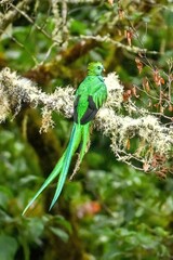 The most beautiful bird in the world Resplendent Quetzal, Flying Emerald 