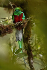 The most beautiful bird in the world Resplendent Quetzal, Flying Emerald 