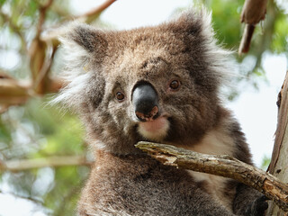 Koala bear the cutest Australian animal