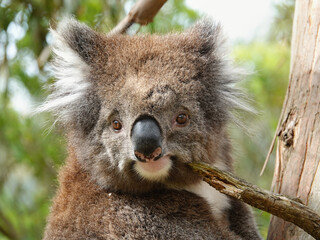 Koala bear the cutest Australian animal