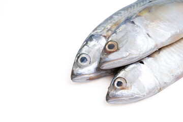 Pacific jack mackerel fish or Trachurus on white background.