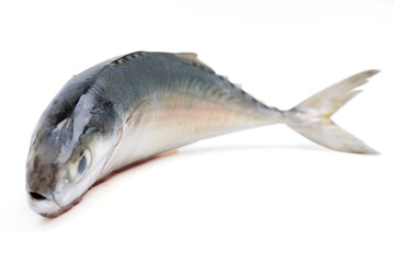 Pacific jack mackerel fish or Trachurus on white background.