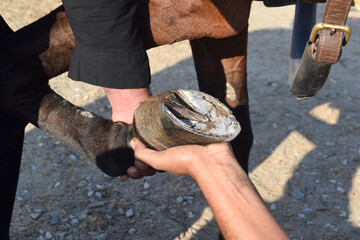 Pakistani horse feet A farrier trimming a horse's rear hoof with nippers with shallow depth of...