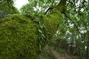 green moss on the bark of an oak in the forest