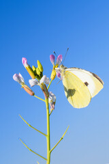 Canary Islands large white Insect, Butterfly green-veined white (Pieris napi) in the grass on a...