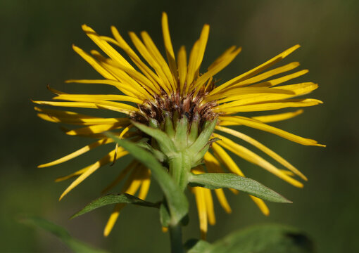 Willowleaf Yellowhead ( Pentanema salicinum ) blossom with sepals and petals, bottom side close-up 