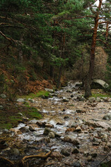 Río en el bosque de Madrid