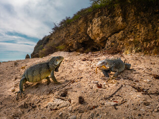 Two iguanas on sandy tropical beach with rocky background
