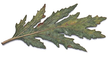 Fototapeta premium Detailed leaf illustration, botany study
