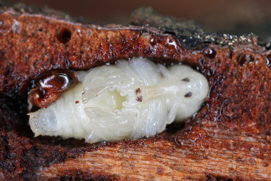 European silver fir weevil (Pissodes piceae). A pupa under the bark of a fir tree cocoon of pupae.