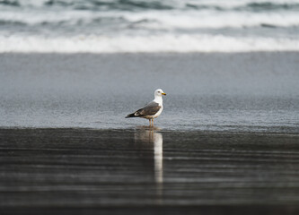 Gaviota en la playa