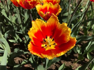 Fototapeta premium The Apothecary Garden of Moscow State University (MSU), also known as the Moscow Botanical Garden of Peter the Great, is a serene oasis in the bustling city.