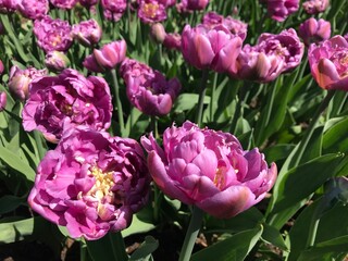 The Apothecary Garden of Moscow State University (MSU), also known as the Moscow Botanical Garden of Peter the Great, is a serene oasis in the bustling city.