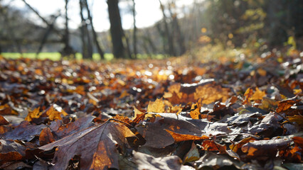autumn leaves on the ground