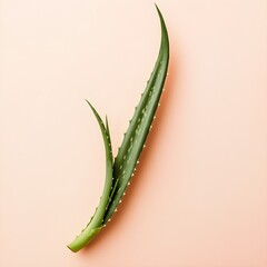 Naklejka premium Single Aloe Vera Leaf Positioned Diagonally on Soft Background