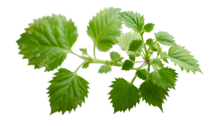 botanical shiso herb illustration for culinary and herbal designs