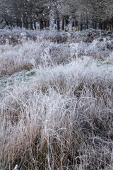 Beautiful atmospheric Winter sunrise landscape image of frozen fields and grasses with sun glow on the frosty ground