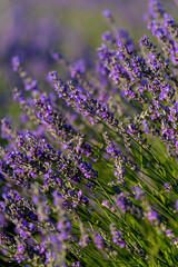Naklejka premium PLANTAS Y FLORES DE LAVANDA