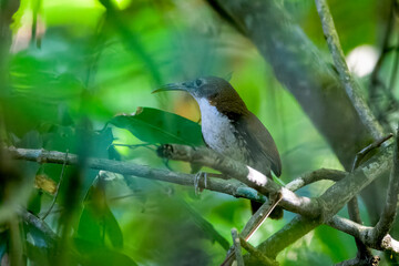 large scimitar babbler or Erythrogenys hypoleucos at Dehing Patkai, Assam, India